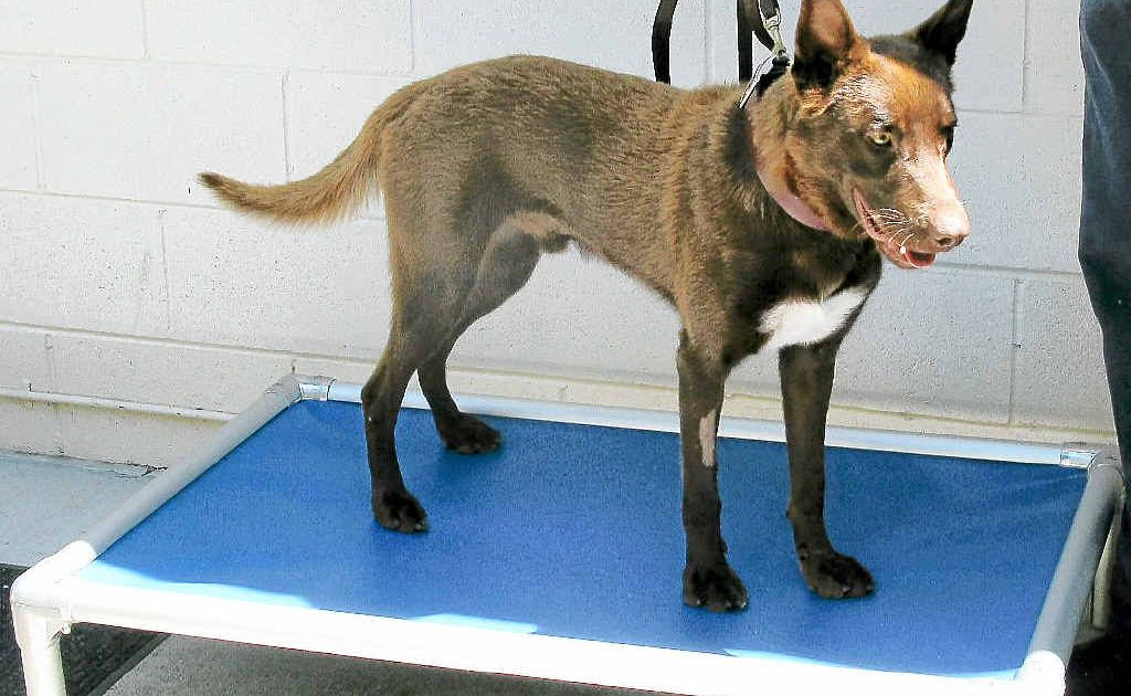 Friends of the Pound would like to provide the pound with 20 beds for Christmas